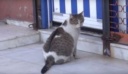 Doğum sancısı çeken kedi sağlık ocağına gitti